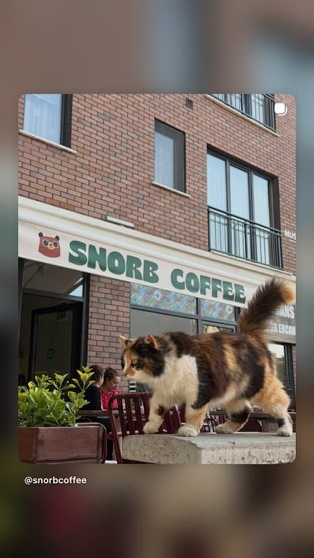 Snorb Coffee - Kadıköy